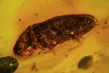 Detailed Fossil Beetle (Coleoptera) In Baltic Amber #81724-2
